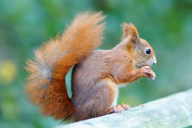 Red squirrel (Peter Trimming)